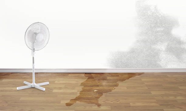 Best Local water damage restoration  in Gibbstown, NJ